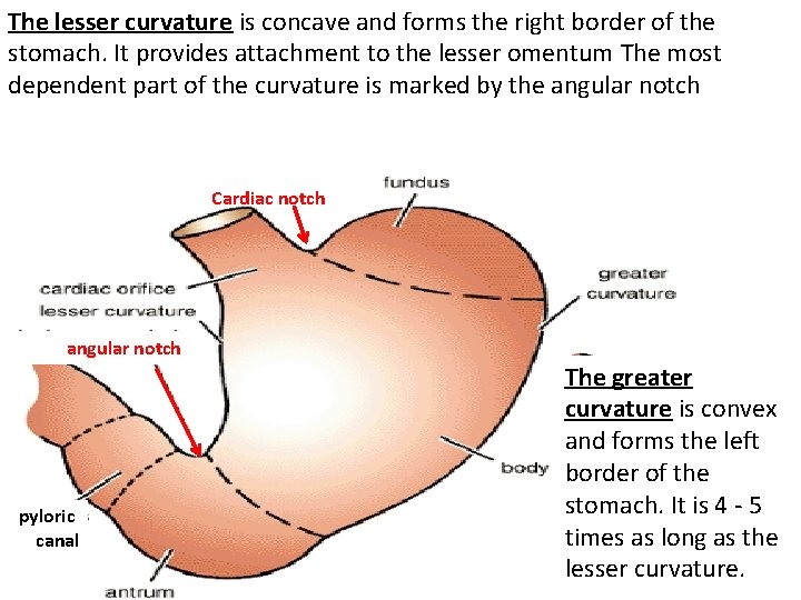 The lesser curvature is concave and forms the right border of the stomach. It