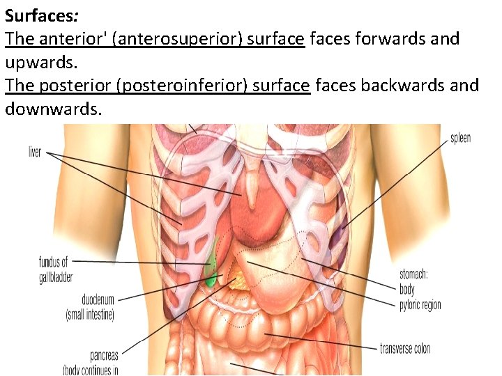 Surfaces: The anterior' (anterosuperior) surfaces forwards and upwards. The posterior (posteroinferior) surfaces backwards and