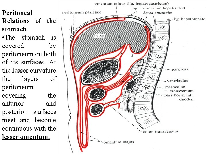 Peritoneal Relations of the stomach • The stomach is covered by peritoneum on both