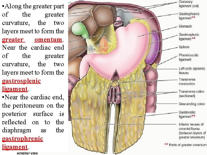  • Along the greater part of the greater curvature, the two layers meet