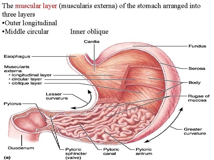 The muscular layer (muscularis externa) of the stomach arranged into three layers • Outer
