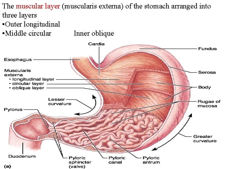 The muscular layer (muscularis externa) of the stomach arranged into three layers • Outer