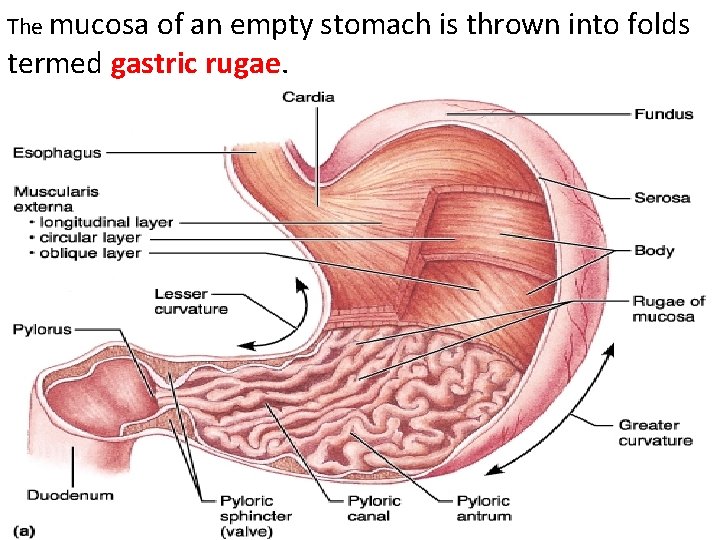 The mucosa of an empty stomach is thrown into folds termed gastric rugae. 