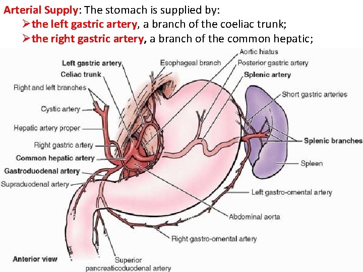 Arterial Supply: The stomach is supplied by: Øthe left gastric artery, a branch of