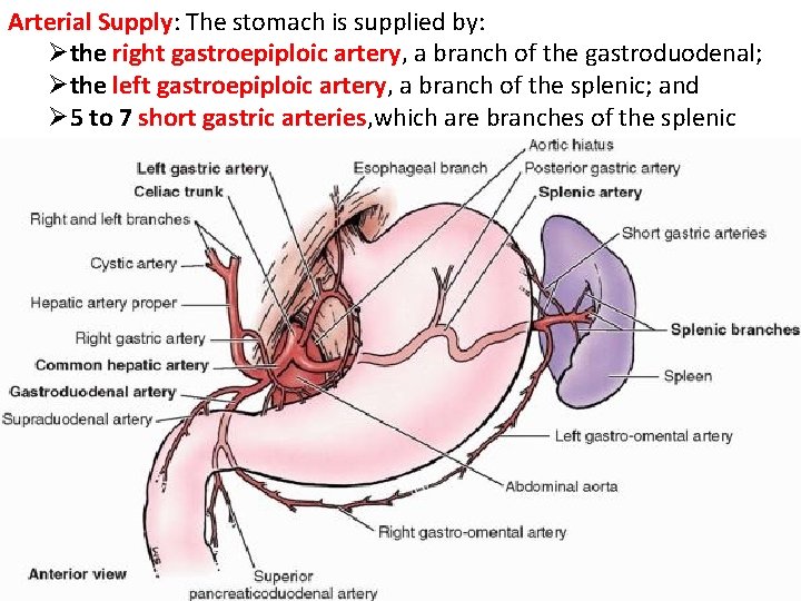 Arterial Supply: The stomach is supplied by: Øthe right gastroepiploic artery, a branch of