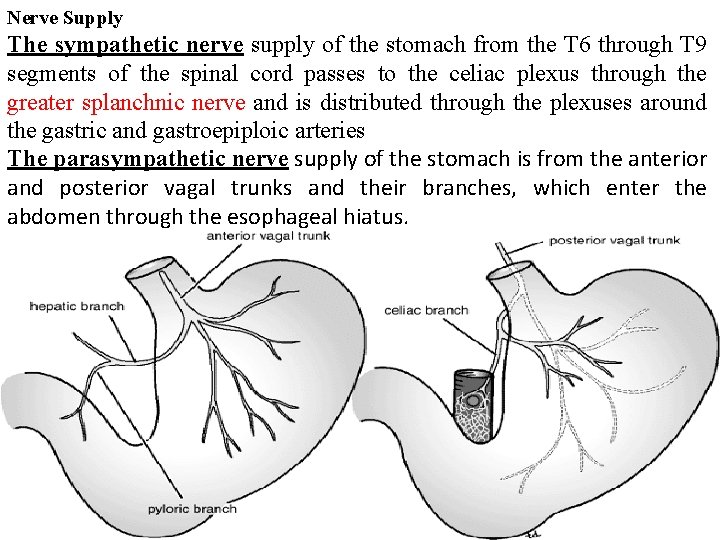 Nerve Supply The sympathetic nerve supply of the stomach from the T 6 through