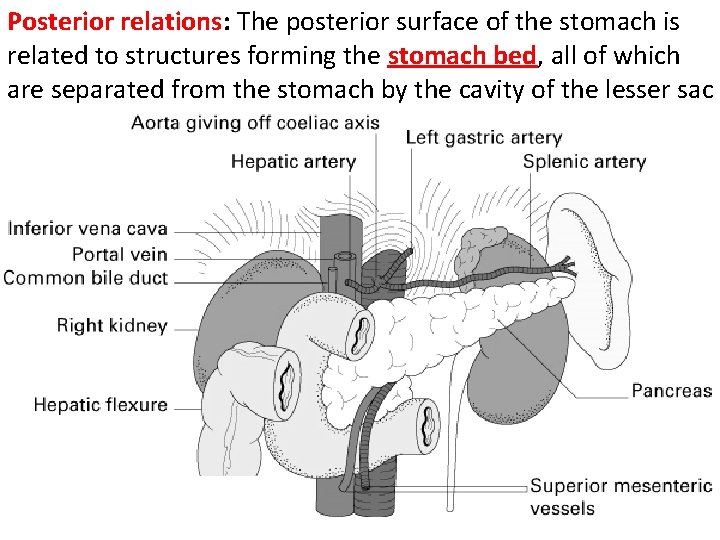 Posterior relations: The posterior surface of the stomach is related to structures forming the