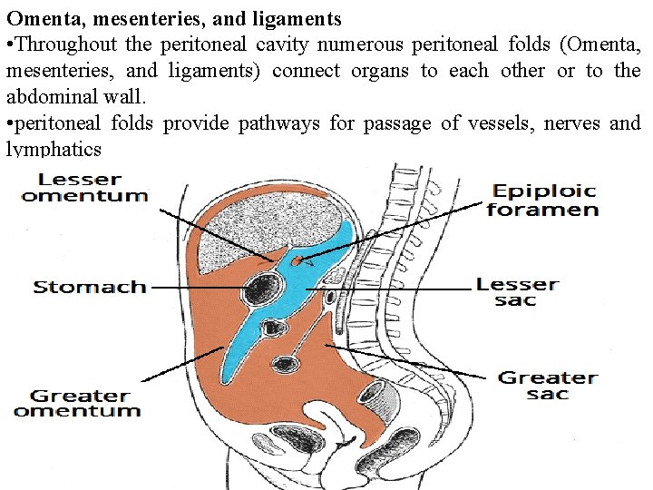 Omenta, mesenteries, and ligaments • Throughout the peritoneal cavity numerous peritoneal folds (Omenta, mesenteries,