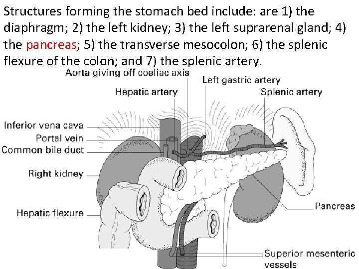 Structures forming the stomach bed include: are 1) the diaphragm; 2) the left kidney;