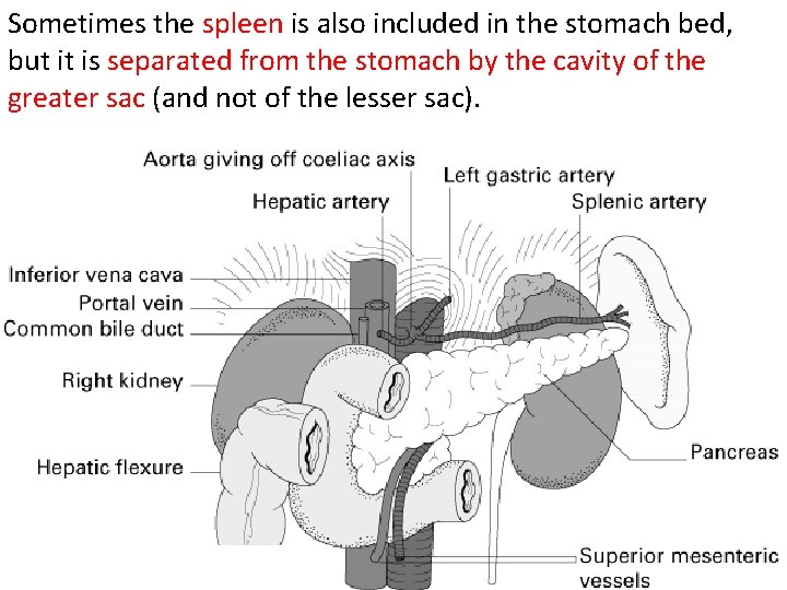 Sometimes the spleen is also included in the stomach bed, but it is separated