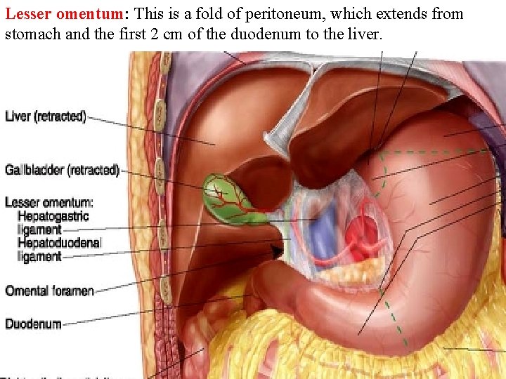 Lesser omentum: This is a fold of peritoneum, which extends from stomach and the