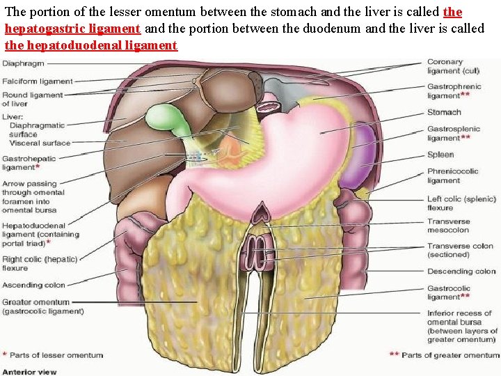 The portion of the lesser omentum between the stomach and the liver is called