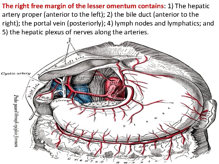 The right free margin of the lesser omentum contains: 1) The hepatic artery proper