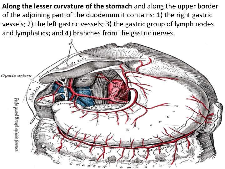 Along the lesser curvature of the stomach and along the upper border of the