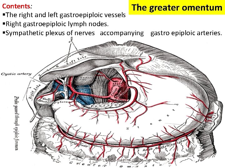 Contents: The greater omentum §The right and left gastroepiploic vessels §Right gastroepiploic lymph nodes.