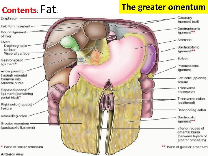 Contents: Fat. The greater omentum 