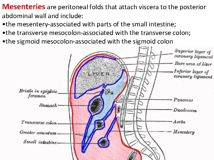 Mesenteries are peritoneal folds that attach viscera to the posterior abdominal wall and include: