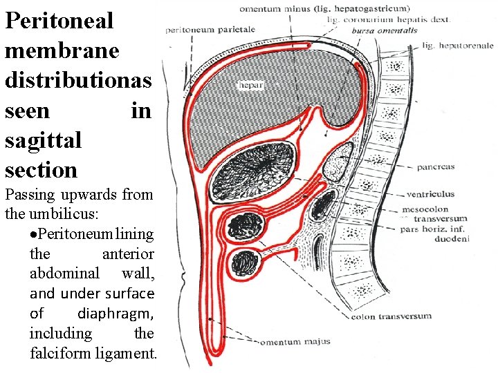 Peritoneal membrane distributionas seen in sagittal section Passing upwards from the umbilicus: Peritoneum lining