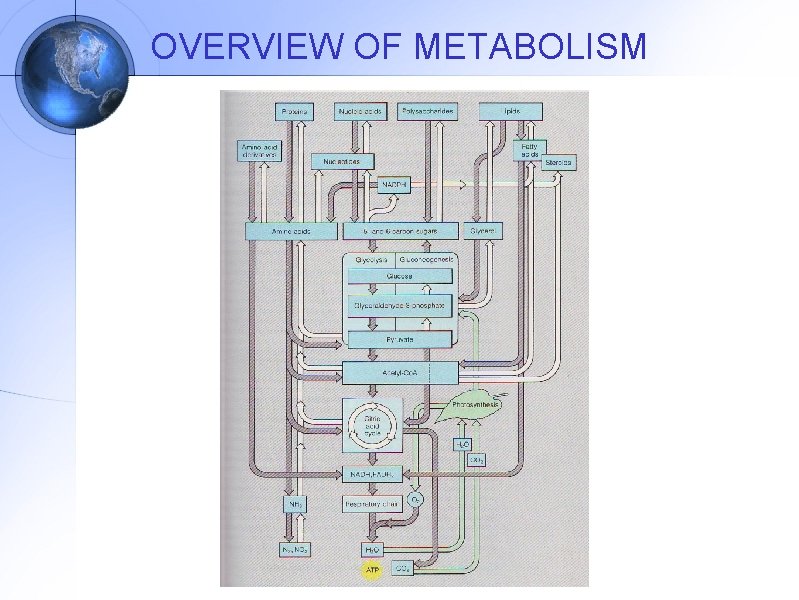 OVERVIEW OF METABOLISM 
