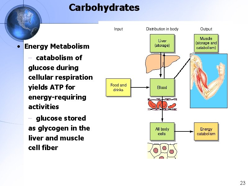 Carbohydrates • Energy Metabolism – catabolism of glucose during cellular respiration yields ATP for