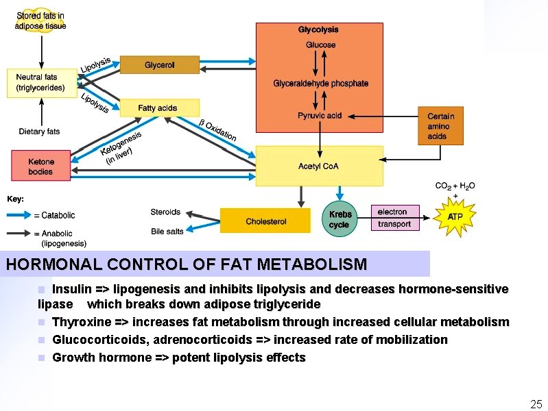 HORMONAL CONTROL OF FAT METABOLISM Insulin => lipogenesis and inhibits lipolysis and decreases hormone-sensitive