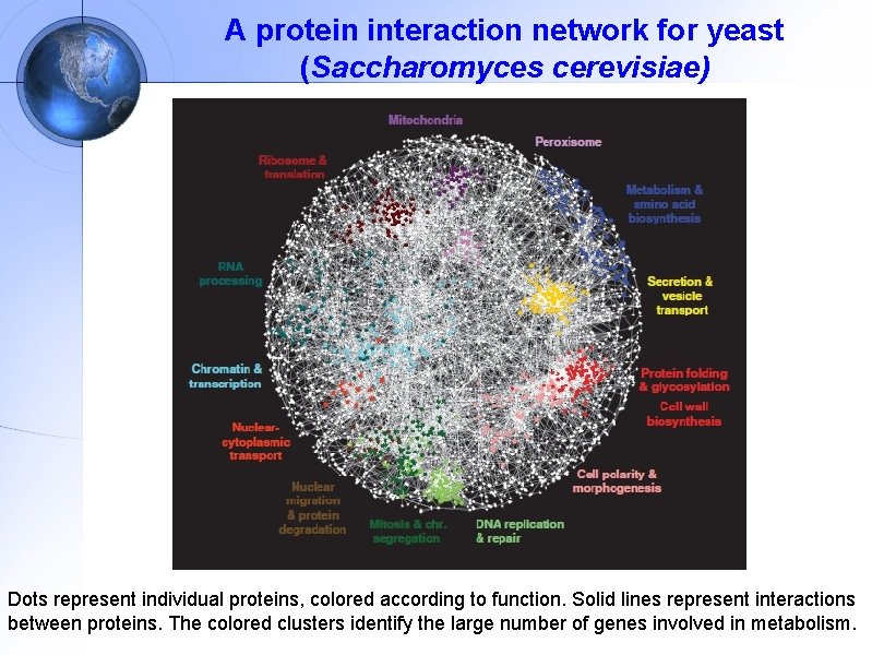 A protein interaction network for yeast (Saccharomyces cerevisiae) Dots represent individual proteins, colored according