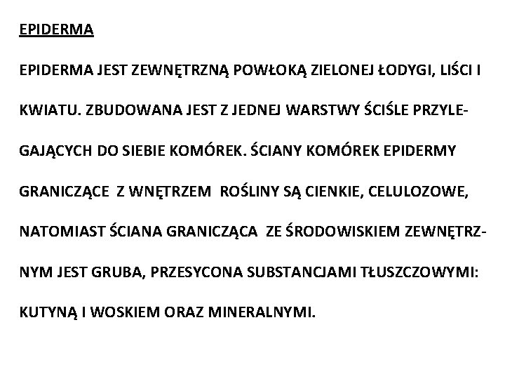 EPIDERMA JEST ZEWNĘTRZNĄ POWŁOKĄ ZIELONEJ ŁODYGI, LIŚCI I KWIATU. ZBUDOWANA JEST Z JEDNEJ WARSTWY