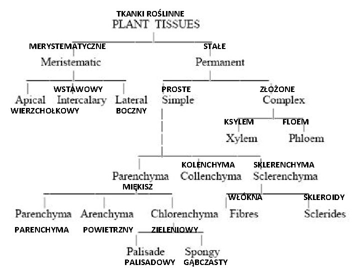 TKANKI ROŚLINNE MERYSTEMATYCZNE STAŁE WSTAWOWY WIERZCHOŁKOWY PROSTE BOCZNY ZŁOŻONE KSYLEM KOLENCHYMA MIĘKISZ PARENCHYMA POWIETRZNY