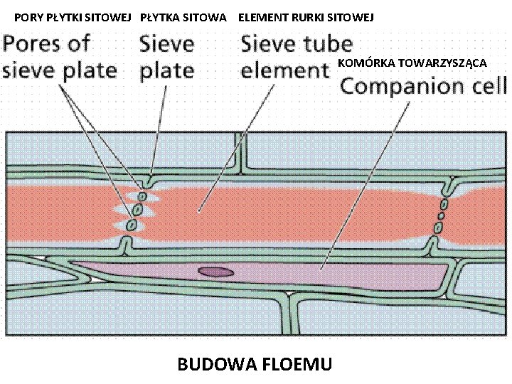 PORY PŁYTKI SITOWEJ PŁYTKA SITOWA ELEMENT RURKI SITOWEJ KOMÓRKA TOWARZYSZĄCA BUDOWA FLOEMU 