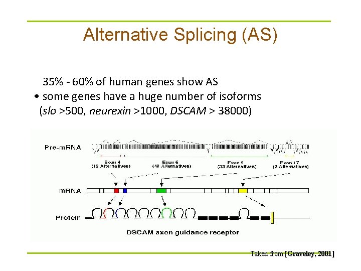 Alternative Splicing (AS) • 35% - 60% of human genes show AS • some