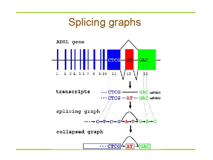 Splicing graphs 