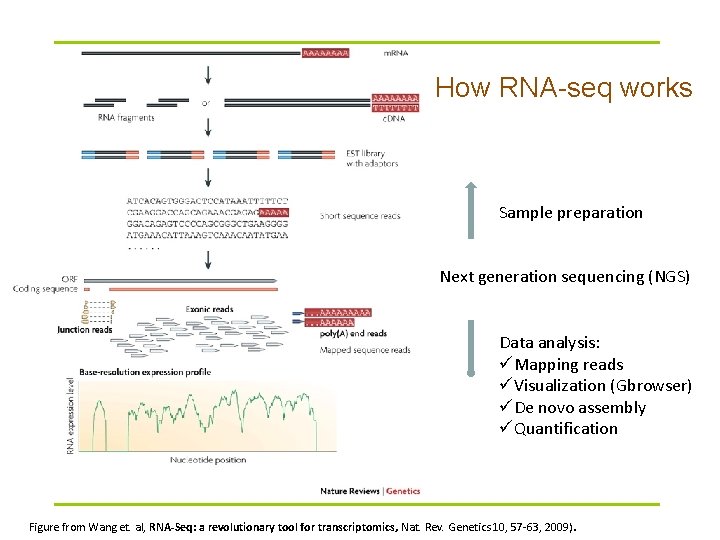 How RNA-seq works Sample preparation Next generation sequencing (NGS) Data analysis: üMapping reads üVisualization