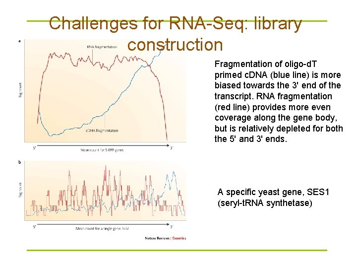 Challenges for RNA-Seq: library construction Fragmentation of oligo-d. T primed c. DNA (blue line)