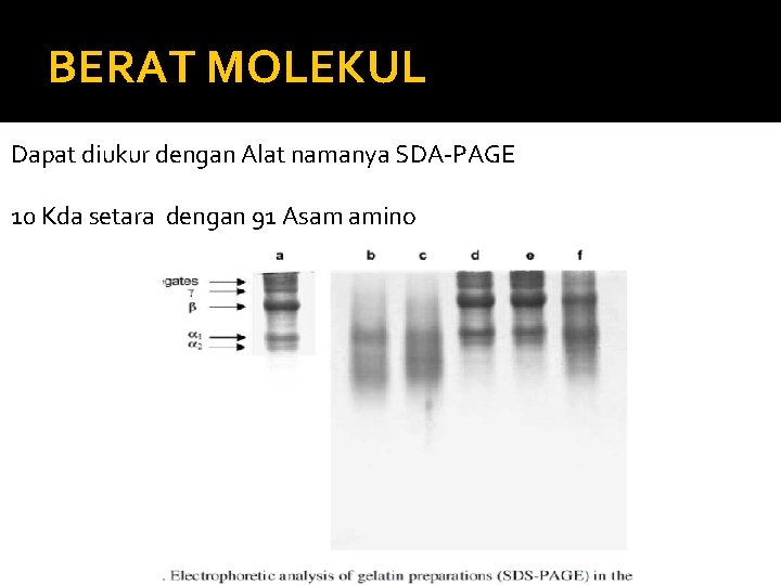 BERAT MOLEKUL Dapat diukur dengan Alat namanya SDA-PAGE 10 Kda setara dengan 91 Asam