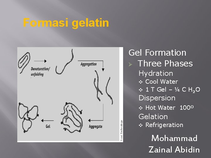 Formasi gelatin Gel Formation Ø Three Phases Hydration Cool Water v 1 T Gel