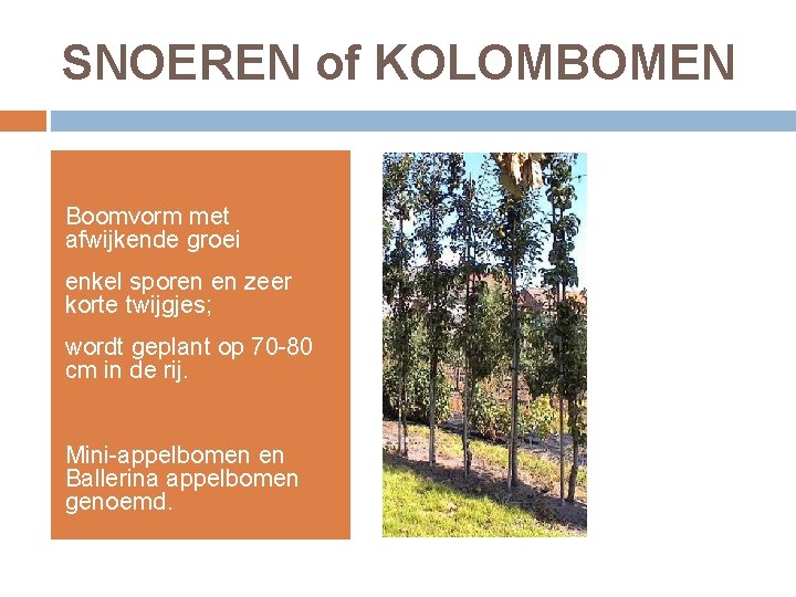 SNOEREN of KOLOMBOMEN Boomvorm met afwijkende groei enkel sporen en zeer korte twijgjes; wordt