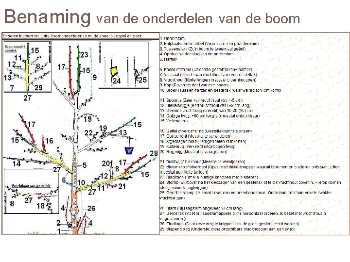 Benaming van de onderdelen van de boom 