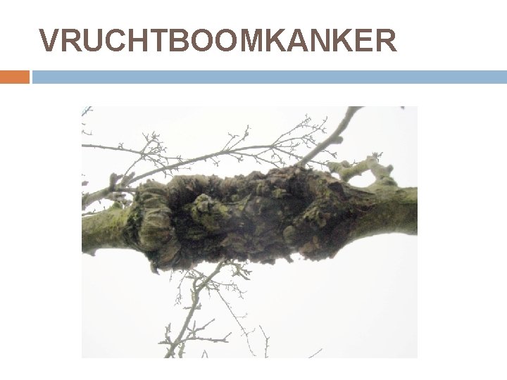 VRUCHTBOOMKANKER 