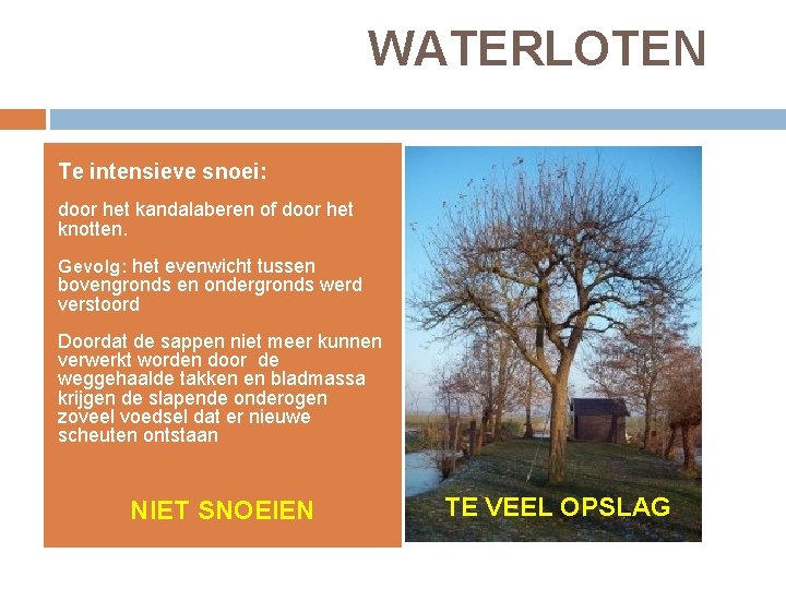 WATERLOTEN Te intensieve snoei: door het kandalaberen of door het knotten. Gevolg: het evenwicht