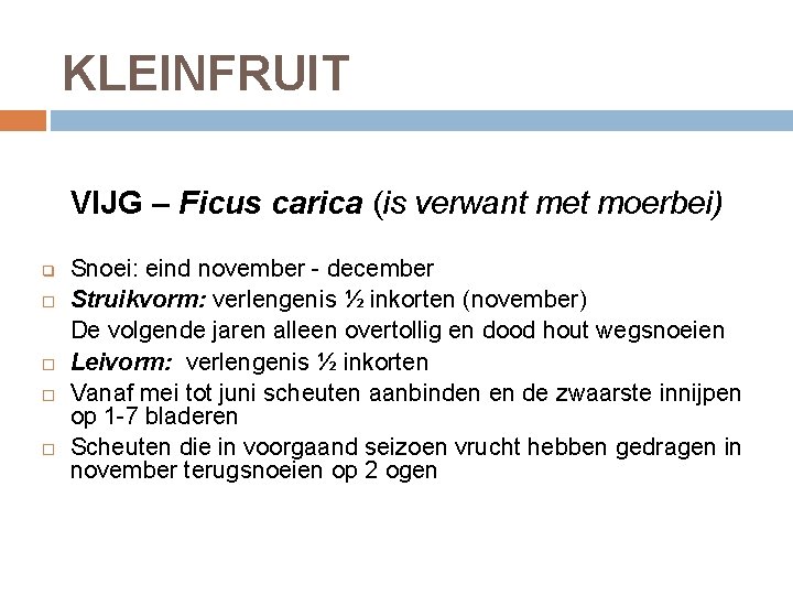 KLEINFRUIT VIJG – Ficus carica (is verwant met moerbei) q Snoei: eind november -