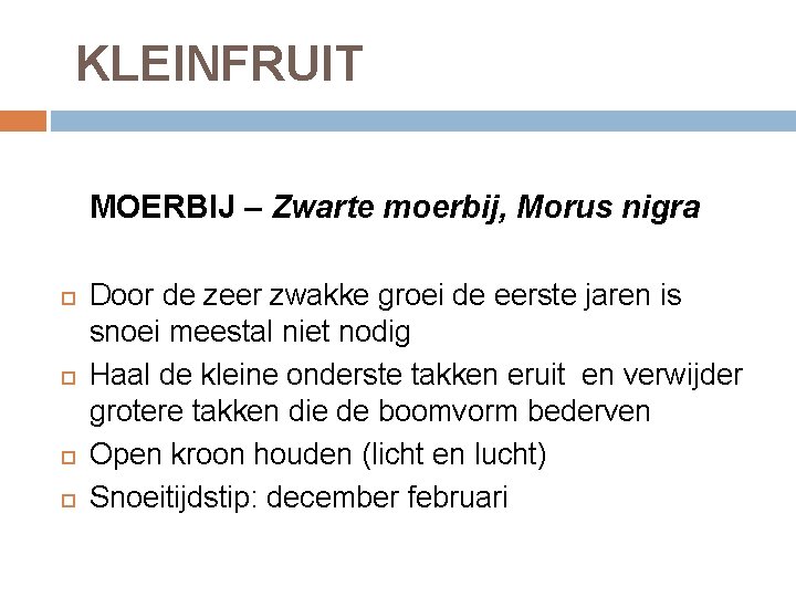 KLEINFRUIT MOERBIJ – Zwarte moerbij, Morus nigra Door de zeer zwakke groei de eerste