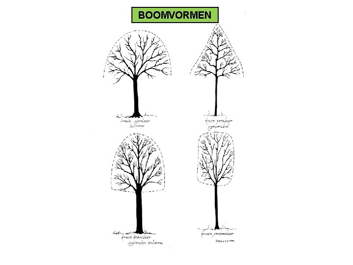 BOOMVORMEN 