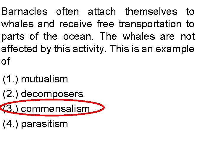 Barnacles often attach themselves to whales and receive free transportation to parts of the
