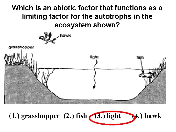 Which is an abiotic factor that functions as a limiting factor for the autotrophs
