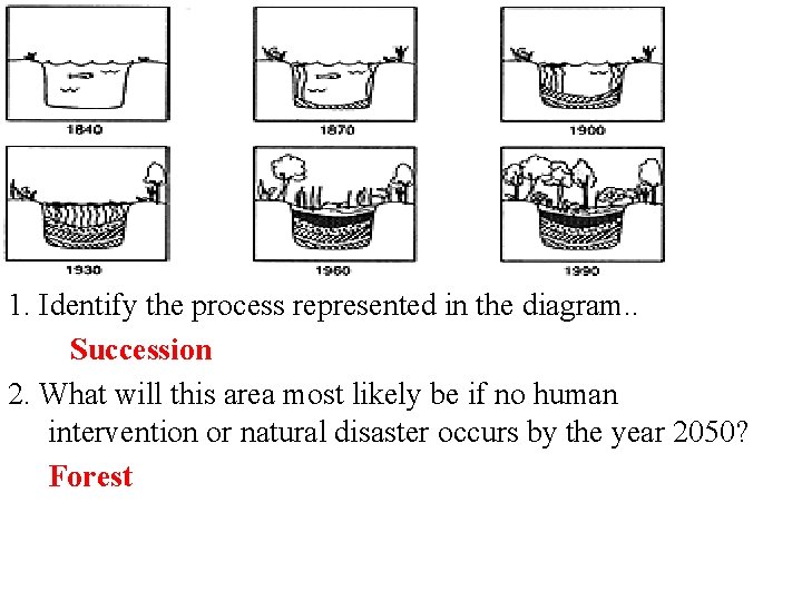1. Identify the process represented in the diagram. . Succession 2. What will this
