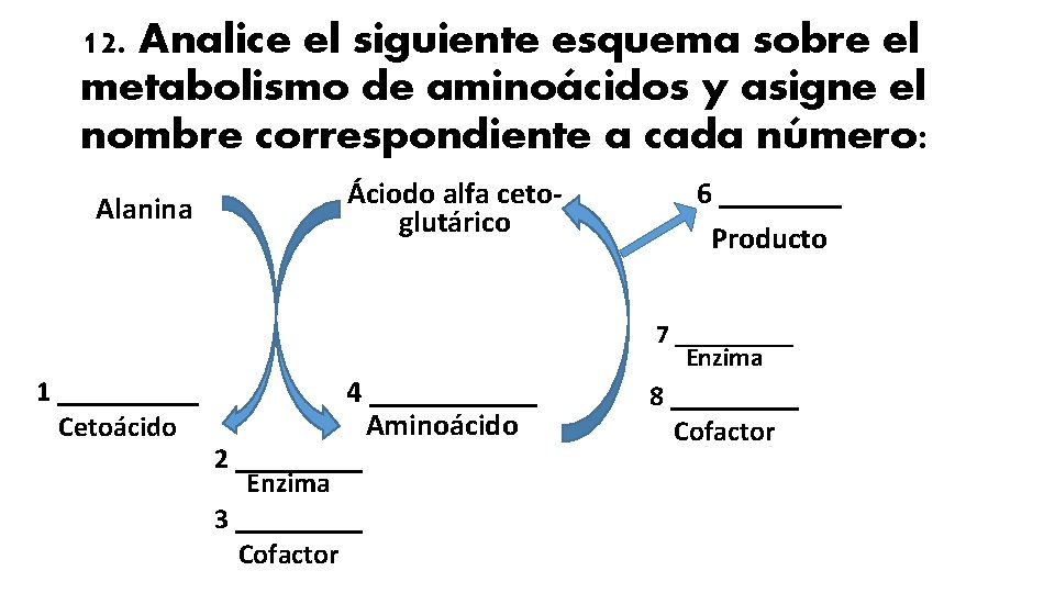 12. Analice el siguiente esquema sobre el metabolismo de aminoácidos y asigne el nombre