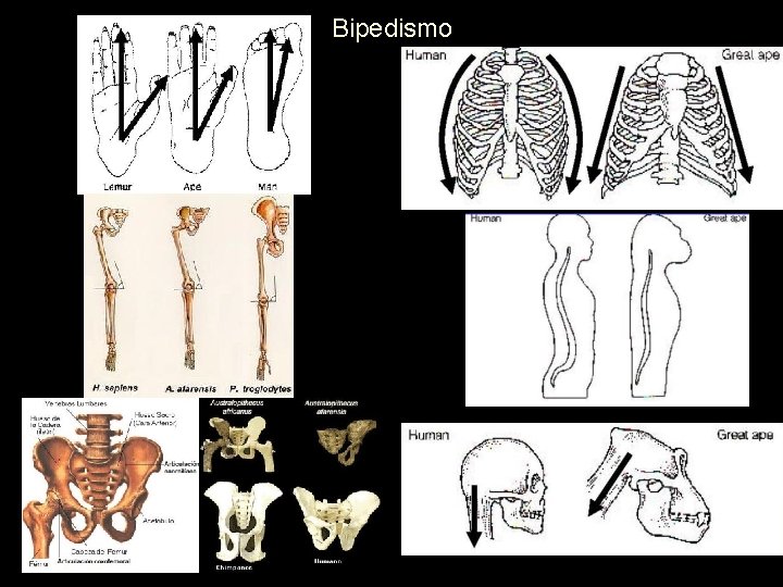 Bipedismo 