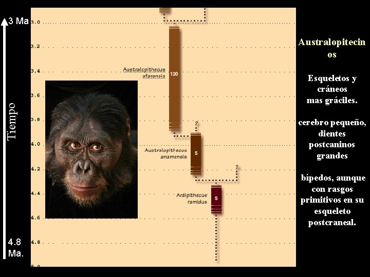 3 Ma Tiempo Australopitecin os Esqueletos y cráneos mas gráciles. cerebro pequeño, dientes postcaninos