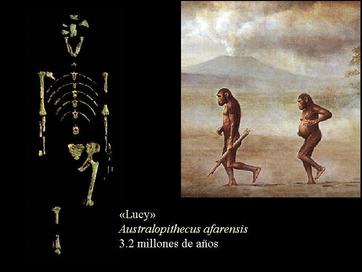  «Lucy» Australopithecus afarensis 3. 2 millones de años 