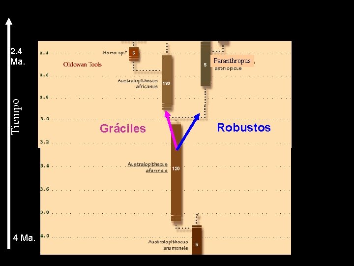 Tiempo 2. 4 Ma. Paranthropus Gráciles Robustos 